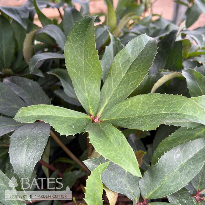 #1 Helleborus HGC Joker (Winter's Song)/ Lenten Rose