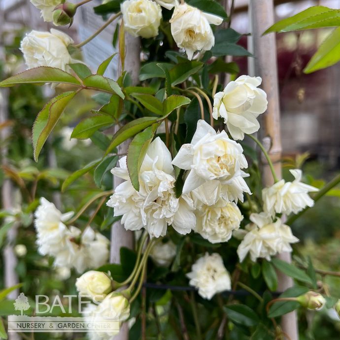 #3 Rosa banksiae Alba Plena 'White Lady Banks'/ Climbing Rose - No Warranty