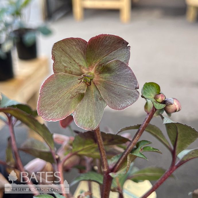 #1 Helleborus x nigercors Emma/ White and Pink Lenten Rose