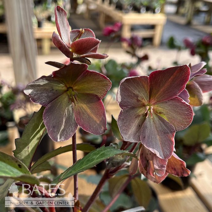 #1 Helleborus x nigercors Emma/ White and Pink Lenten Rose