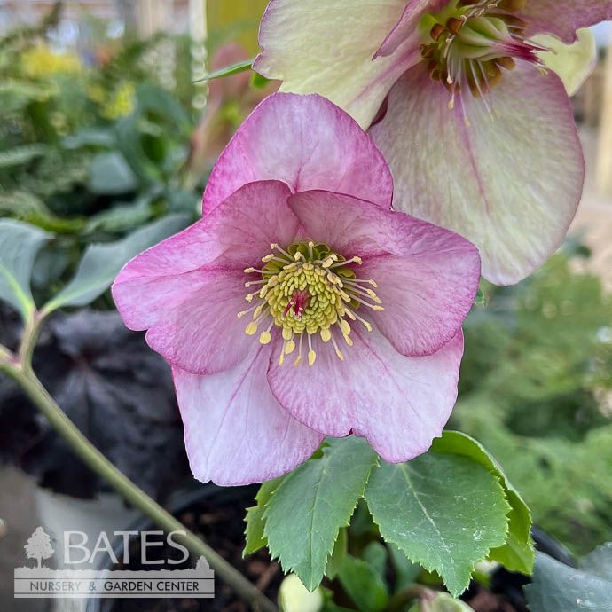 #1 Helleborus HGC Winter Ballet 'Liara'/ Pink Lenten Rose