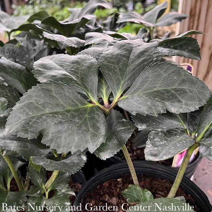 #1 Helleborus HGC Winter Ballet 'Liara'/ Pink Lenten Rose