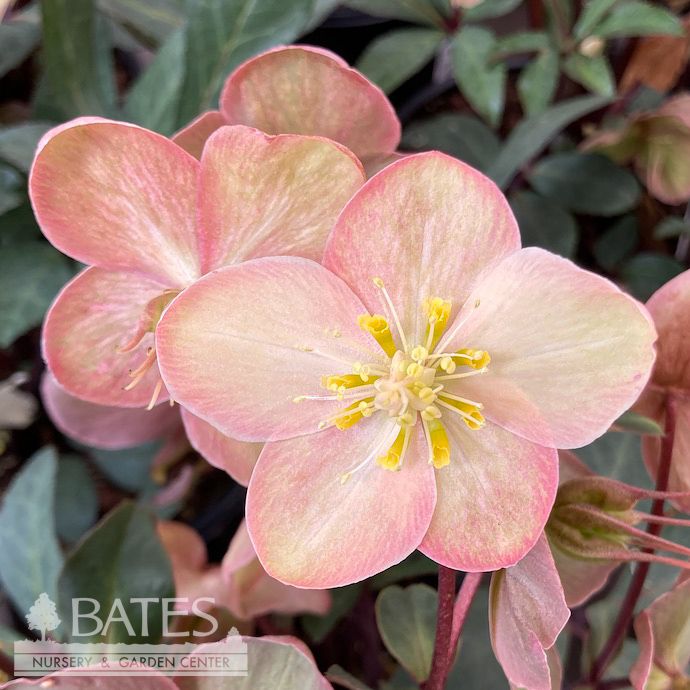 #1 Helleborus HGC Mahogany Snow/ Lenten Rose