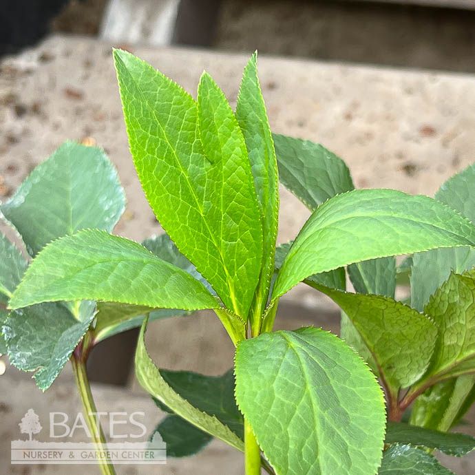 QP Helleborus Frostkiss 'Tutu'/ Pink Lenten Rose