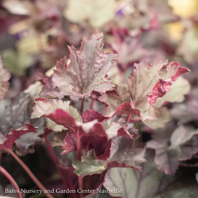 QP Heuchera x Stainless Steel/ Coral Bells