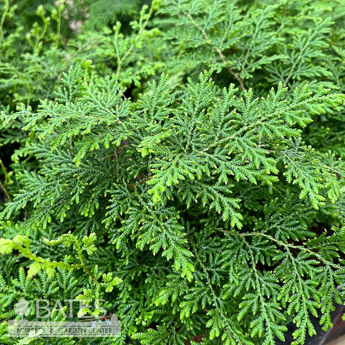 #1 Selaginella pallescens/ Arborvitae Fern