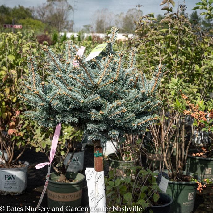 Topiary Patio Tree 24" Picea pun Globosa/ Dwarf Globe Blue Spruce
