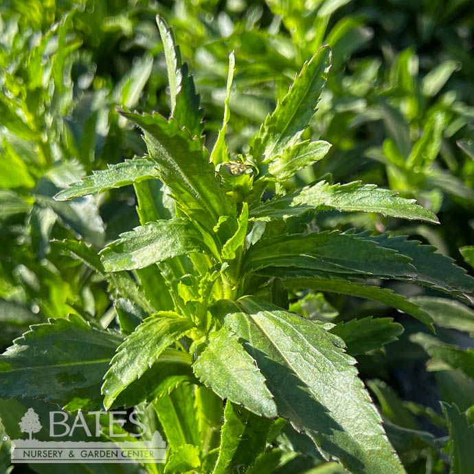 QP Leucanthemum x Betsy/ Shasta Daisy