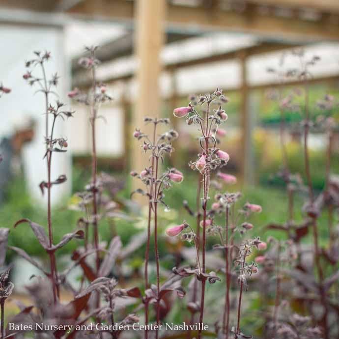QP Penstemon x Dark Towers/ Beardtongue