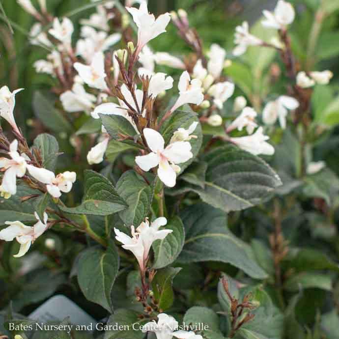 #3 Weigela flor Tuxedo (Velda)