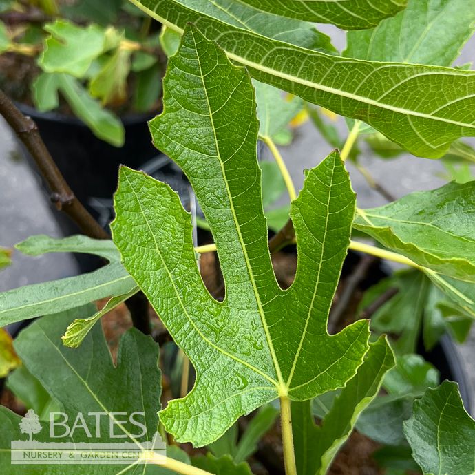 Edible #3 Ficus carica Black Italian/Fig No Warranty