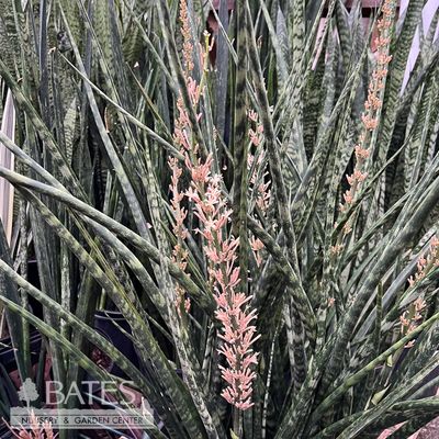 chandelier succulent Kalanchoe delagoensis --Narrow Leaf Mother of Millions
