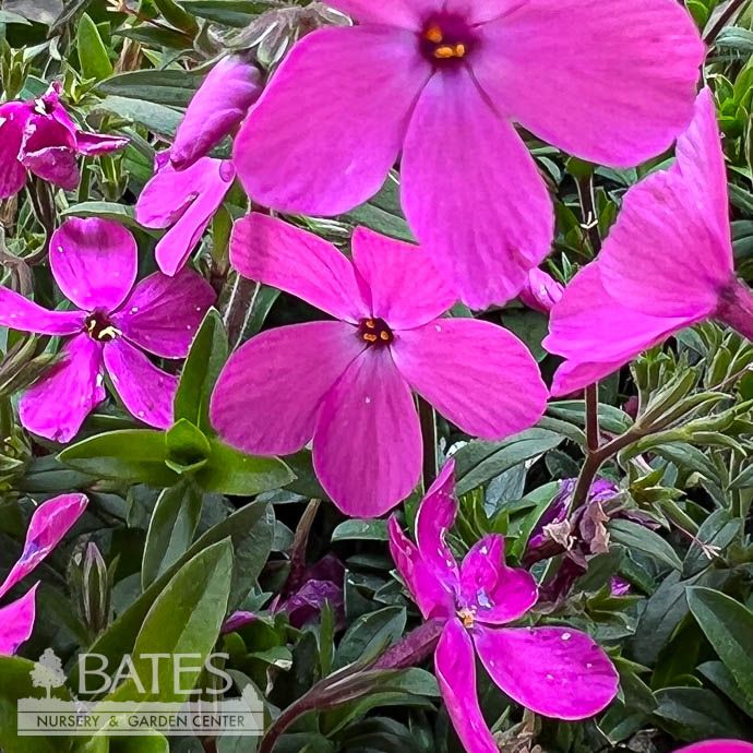 QP Phlox sub Woodlander Pink/ Creeping Native (TN)