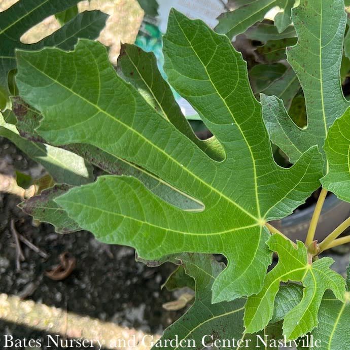 Edible #3 Ficus carica SL Little Miss Figgy/ Dwarf Fig - No Warranty