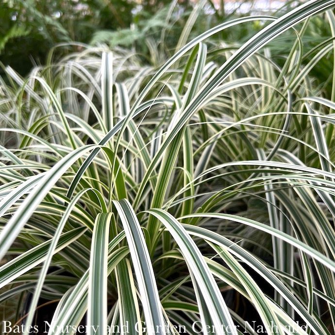 #1 Grass Carex x Feather Falls/ Variegated Sedge