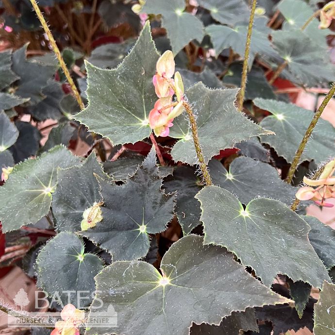 6p! Begonia Black Velvet  /Tropical