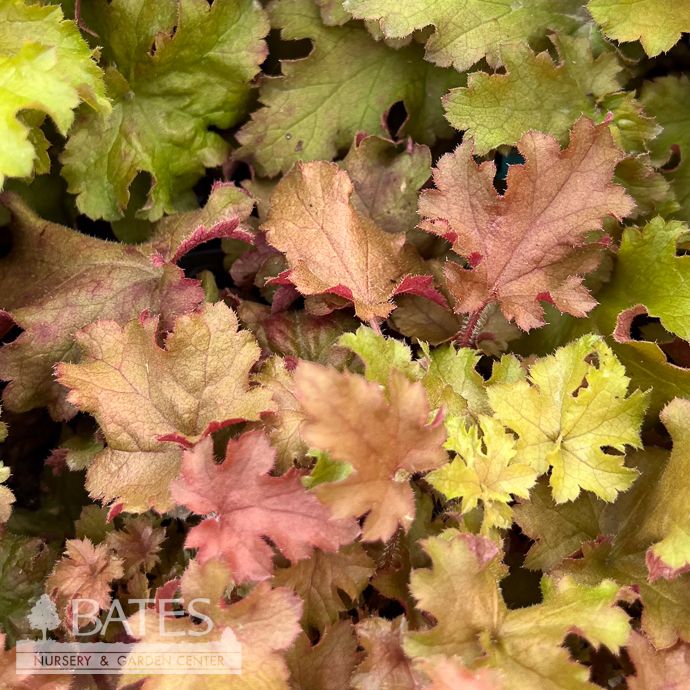 #1 Heuchera Indian Summer Orangeberry/ Coral Bells