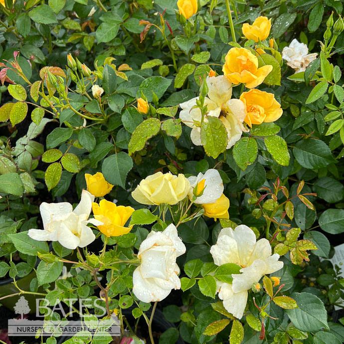 #1 Rosa The Easy Bee-zy Knock Out/ Yellow Shrub Rose - No Warranty