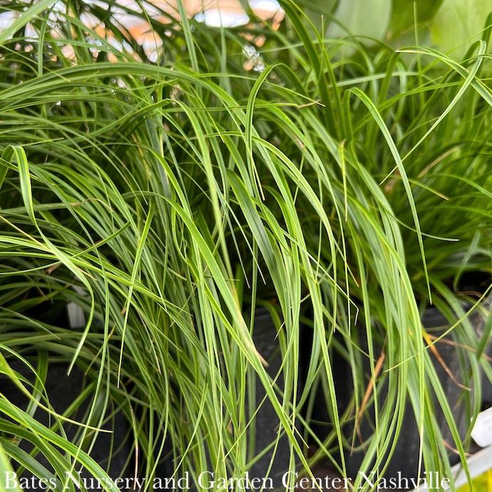 QP Grass Carex osh EverColor 'Everlime'/ Variegated Sedge