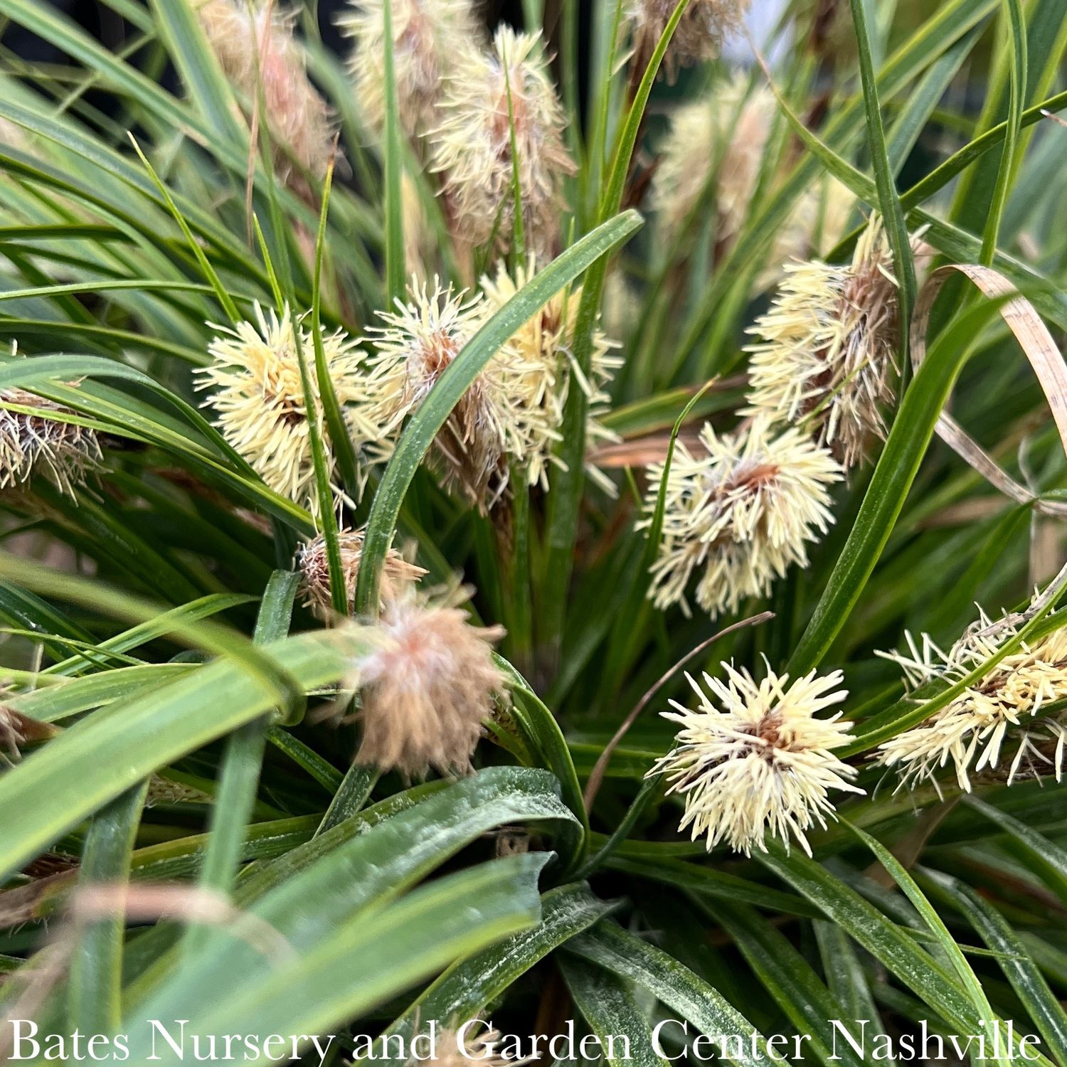 QP Grass Carex osh EverColor 'Everlime'/ Variegated Sedge
