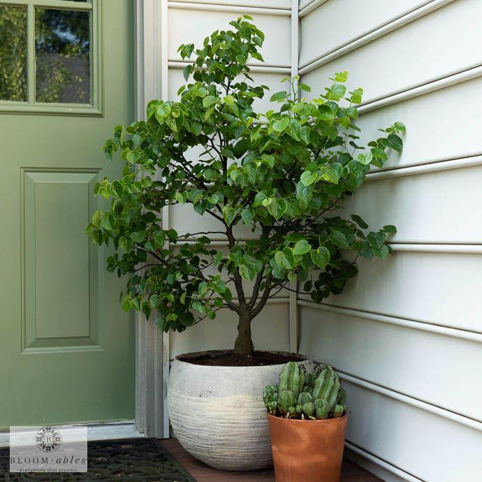 #5 Cercis can Garden Gems 'Emerald'/ Dwarf Redbud Native (TN)