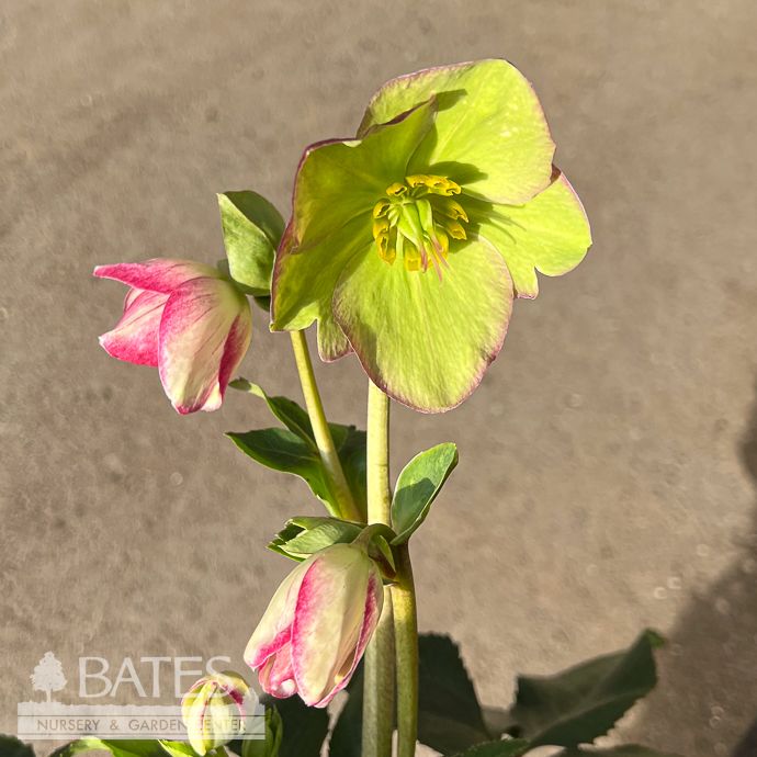 #1 Helleborus x HGC Ice Breaker 'Bonny'/ Lenten Rose