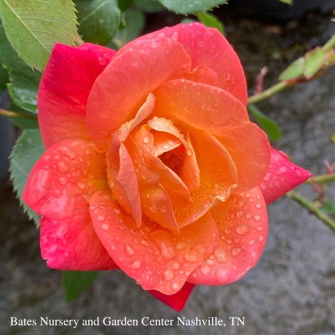 #5 Rosa Joseph's Coat/ Multicolor Climbing Rose - No Warranty