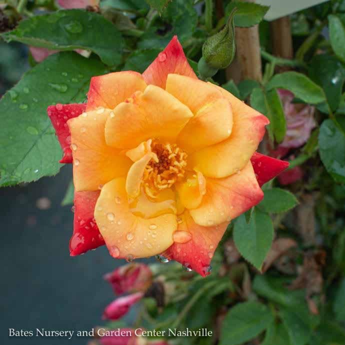 #5 Rosa Joseph's Coat/ Multicolor Climbing Rose - No Warranty