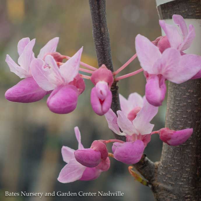 #7 Cercis can The Rising Sun/ Chartreuse Foliage Redbud Native (TN) - No Warranty