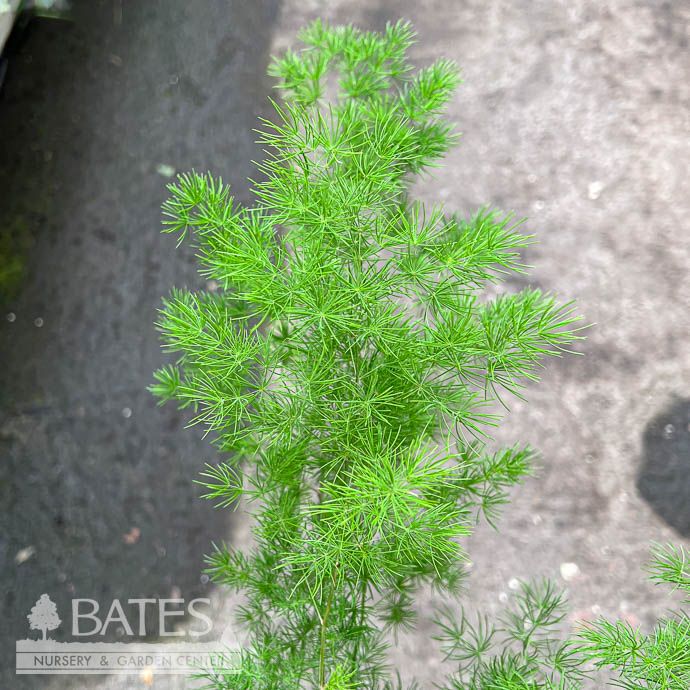 Tropical #3 Ming Asparagus Fern