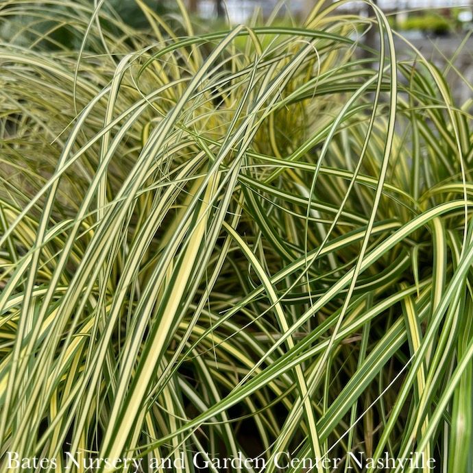 QP Grass Carex osh SL EverColor 'Everoro'/ Variegated Sedge