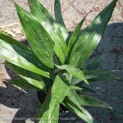 #3 Aspidistra ela Milky Way/ Cast Iron Plant