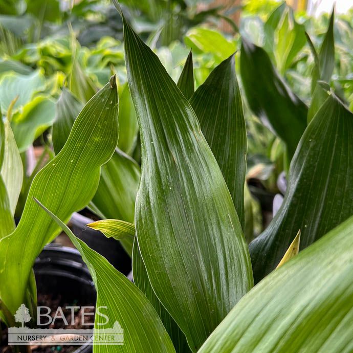 #2 Aspidistra ela Tiny Tank/ Dwarf Cast Iron Plant
