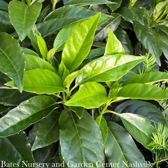 #7 Aucuba japonica Rozannie/ Compact (Female)