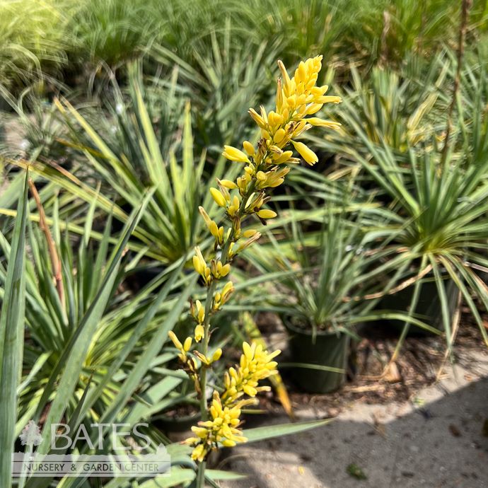 #3 Hesperaloe parv Yellow Sun/ Yucca