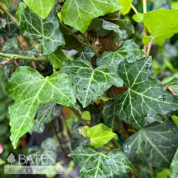 #1 Hedera helix Thorndale/ English Ivy