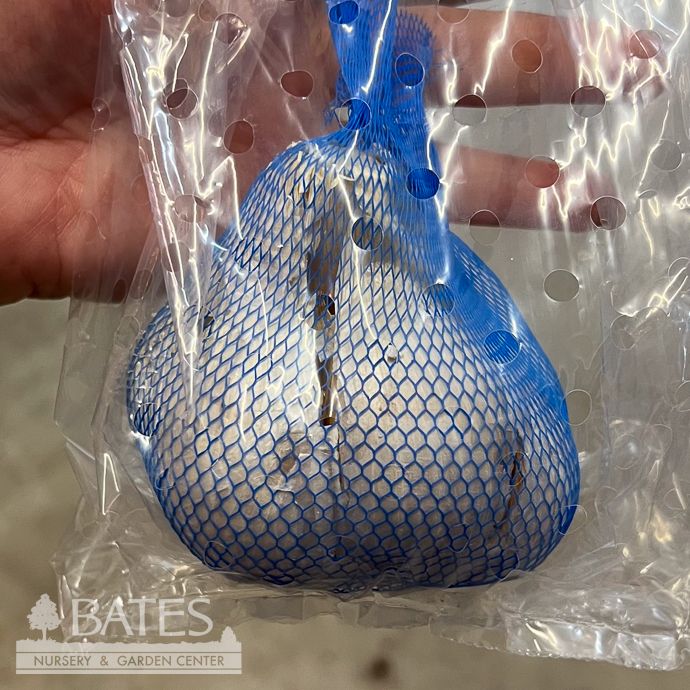 Bulb Garlic Elephant/ Allium 1/pk Spring