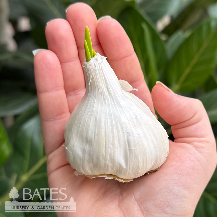 Bulb Garlic Transylvanian /Allium 6/pk Spring