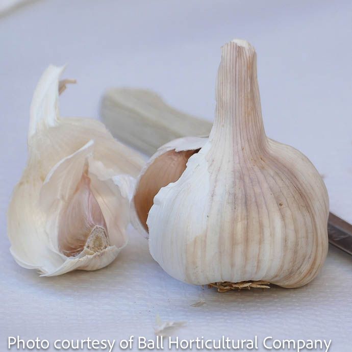 Bulb Garlic Nootka Rose / Allium 6/pk Spring
