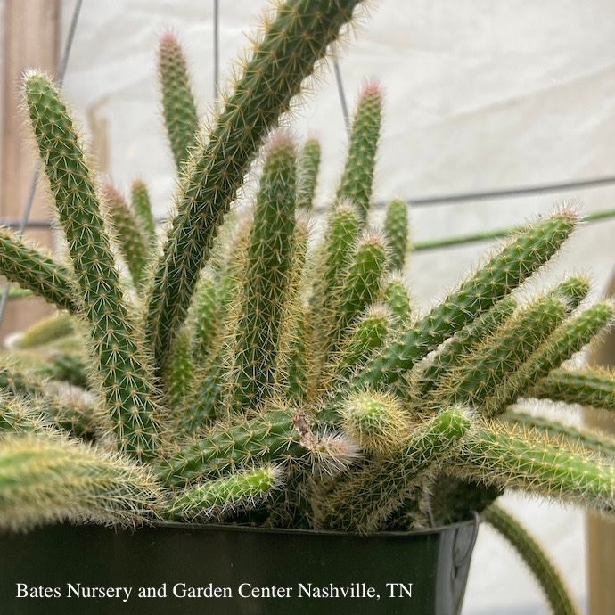 6hb! Cactus Golden Rat Tail /Cleistocactus winteri /Hanging Basket /Tropical