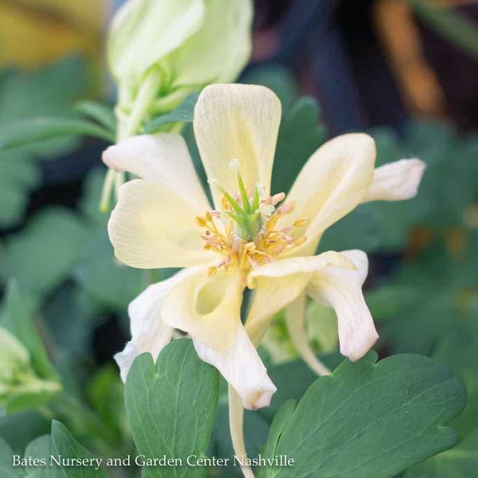 #1 Aquilegia caerulea Kirigami Yellow/ Columbine