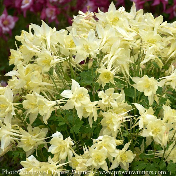 #1 Aquilegia caerulea Kirigami Yellow/ Columbine