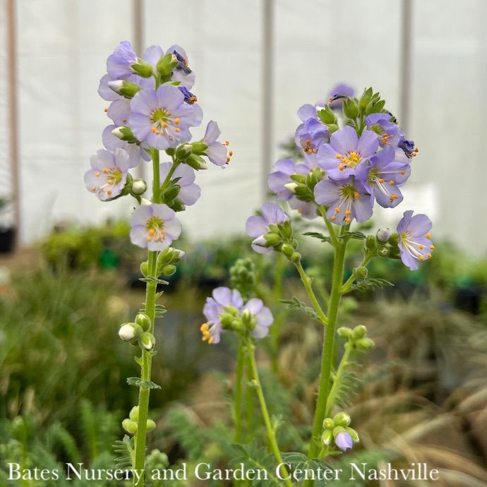 #1 Polemonium boreale Heavenly Habit/ Compact Jacob's Ladder