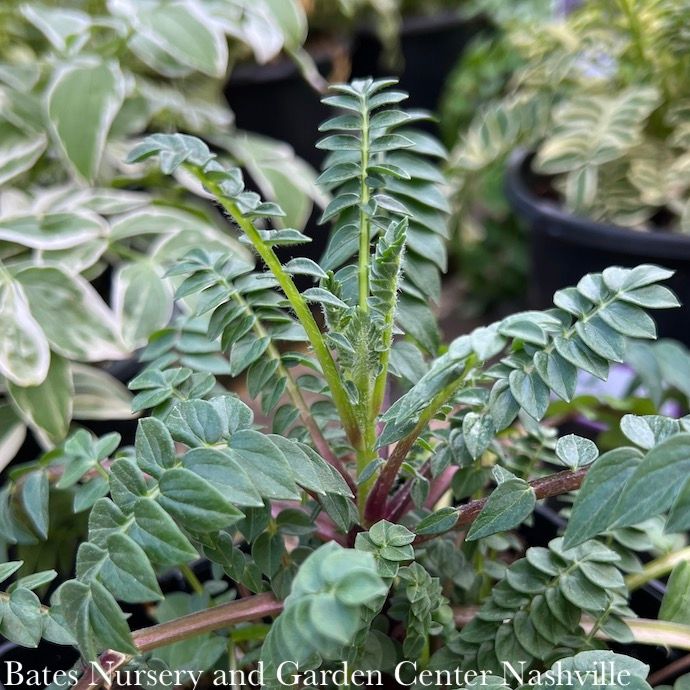 #1 Polemonium boreale Heavenly Habit/ Compact Jacob's Ladder