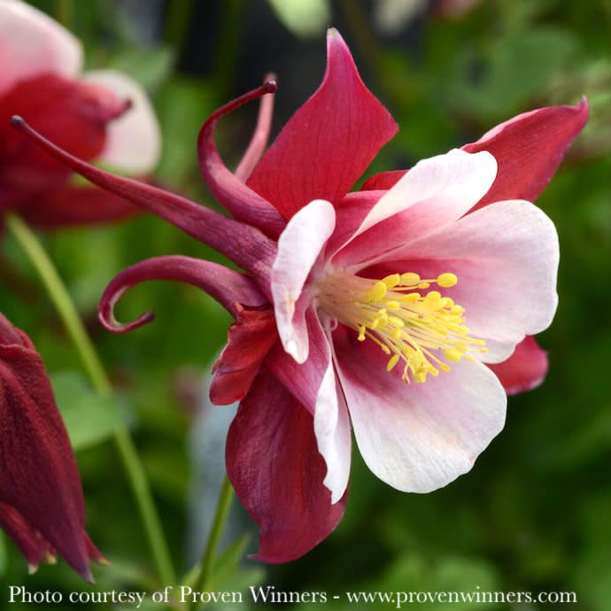 #1 Aquilegia x PW Kirigami Red &amp; White/ Columbine