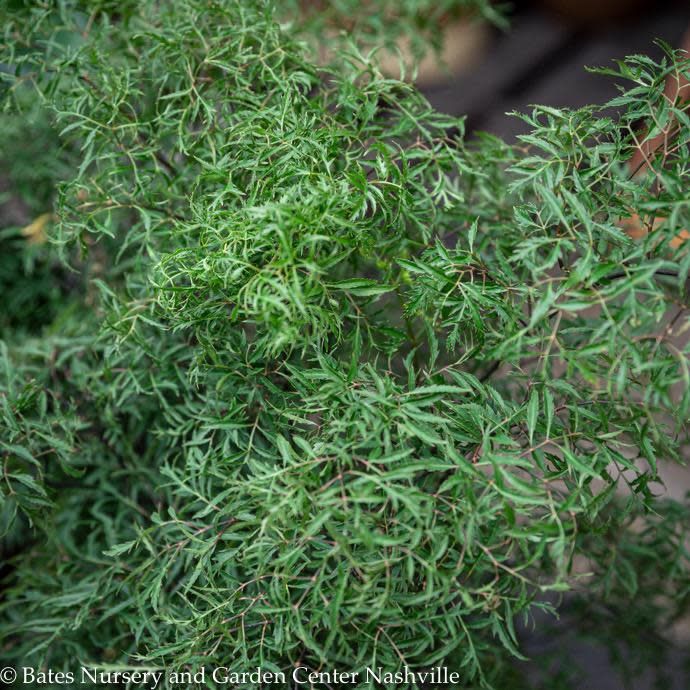 6p! Aralia Ming Stump/ Polyscias fru /Tropical