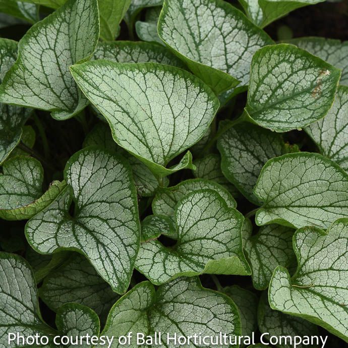 #1 Brunnera mac Frostbite/ Siberian Bugloss
