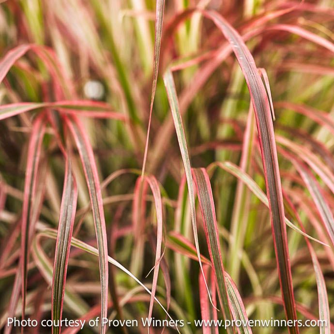 Tropical #1 Grass Pennisetum set PW Fireworks/ Purple Fountain - No Warranty