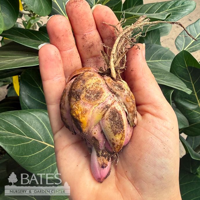 Bulb Lilium Roselily Isabella /Orienta Double /Pink 2/pk