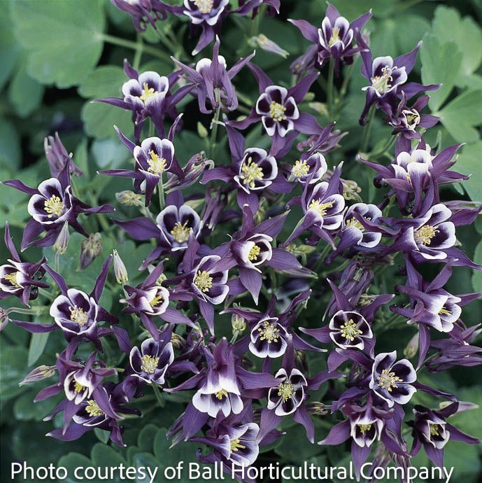 #1 Aquilegia vul Winky Purple and White/ Columbine
